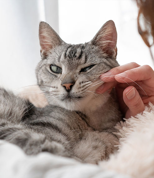 gatito nuevo en casa